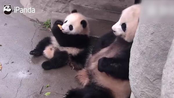 这个熊猫妈妈连宝宝的零食都不放过
