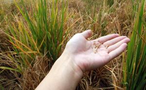 专家：栽培稻基因流入致野生稻优异基因丢失，保护刻不容缓