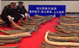 黑龙江警方查获一起猛犸象牙走私案，缴获象牙107根
