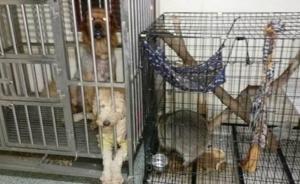 台湾立法禁止吃猫及狗肉，骑电单车遛宠物也将受罚