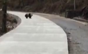 野生大熊猫在公路上不紧不慢“遛弯”