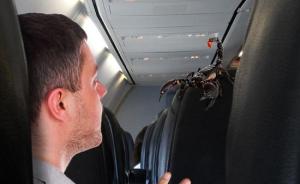 暴力拖乘客同一天，美联航另一航班机舱现蝎子蜇伤乘客