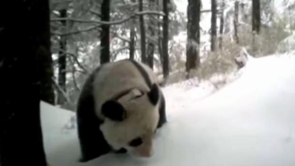 中国首只放归野外大熊猫被拍：野性十足