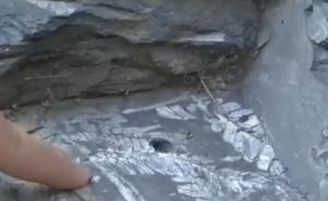 深圳南澳2亿年植物古化石惨遭盗挖