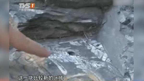 深圳南澳2亿年植物古化石惨遭盗挖
