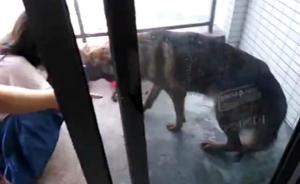 深圳一男子虐杀50余只狗取乐，律师：国内法律无法对其处罚