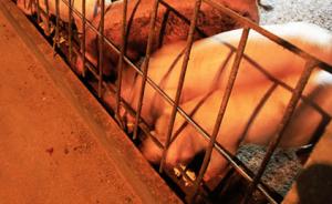新华社：天津周边有多处“泔水猪”饲养点，养殖户称肉肥膘厚