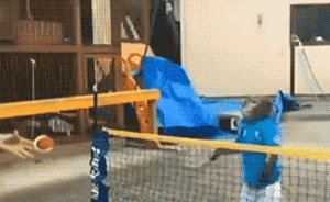 日本6岁猴子打网球视频走红：水准相当“专业”
