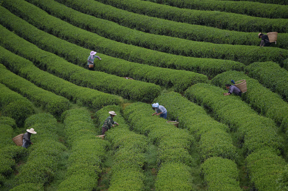2.2017年4月20日，几名采茶工人在江苏省镇江市彭公山茶场采茶。