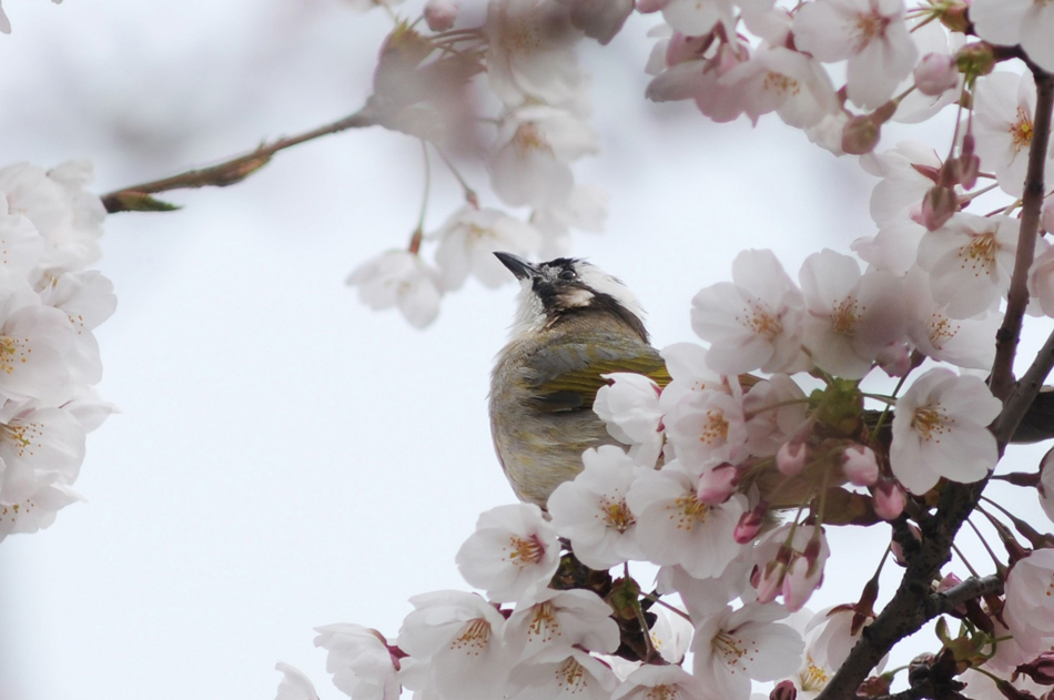6.青岛市中山公园“春色满园关不住”，绘就一幅幅赏心悦目的春日花鸟图。