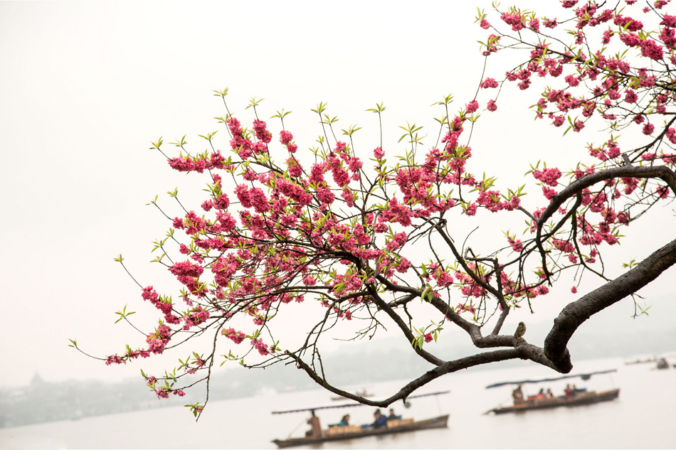8.浙江杭州，西湖春色。近日，西湖苏堤、白堤上的垂柳已是嫩绿满枝，红白相间的桃花也渐次绽放，又现“一树桃花一树柳”的醉美春色。