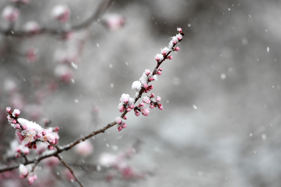 11.4月19日，春花正浓的宁夏固原市隆德县中梁村却飘起雪花。很快由雨变雪，山顶、田地、房屋很快被白色的雪花覆盖，就连盛开的杏花、桃花都披上银装，妩媚。