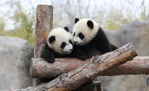 上海首对大熊猫龙凤胎取名“月月”、“半半”