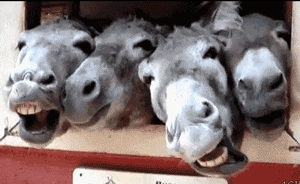 东阿阿胶回应“中国人全世界买驴”：至少比拿动物皮做包要强