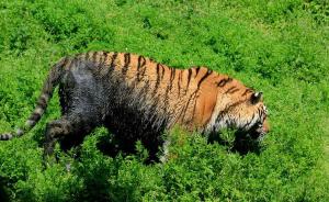 南京珍珠泉动物园老虎池水质发黑发臭，老虎下池染成黑虎