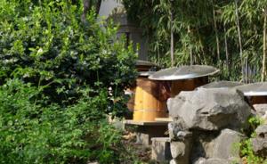 杭州别墅业主养蜜蜂扰邻近十年：多部门管不了，蜂业协会接收