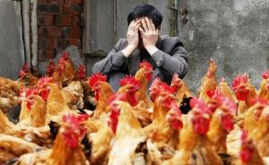世界动物卫生组织：禽流感控制难度很大，中国的防控计划全面