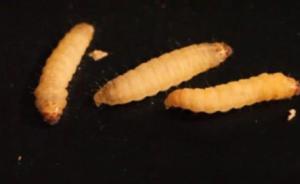 垃圾克星来了：科学家发现这种害虫的幼虫居然能吃塑料！