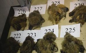浙江嘉兴交警截获一辆大巴，行李箱里藏着229只猫头鹰
