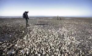 丹麦海岸生蚝泛滥向中国“求救”，专家称“舌尖解决”可行