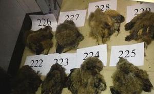 浙江查获229只猫头鹰：大多为雏鸟，数家动物园已分批接收