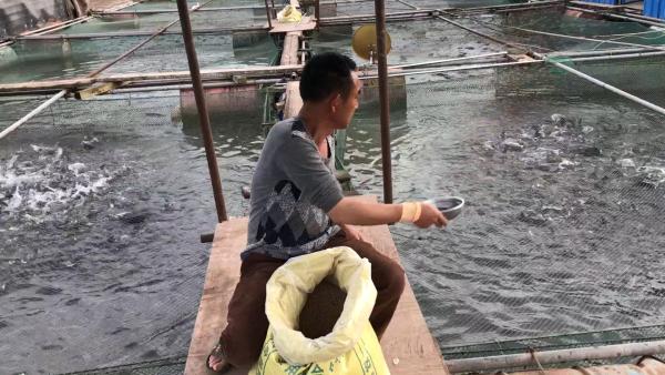 最后的渔民：千里沱江告别网箱养鱼