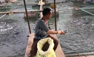 最后的渔民:千里沱江告别网箱养鱼