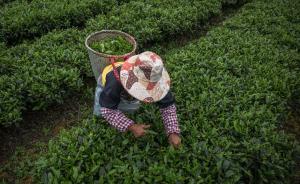 中国研究人员破译茶树基因组，有望培育出新品种