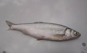 滇池特有珍稀濒危鱼类银白鱼人工繁殖成功，曾是主要经济鱼类