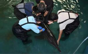 广东成功救起搁浅的国家二级保护动物糙齿海豚，有望回归大海