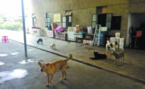 夫妻卖深圳两套房救助百余流浪狗，屡遭投诉目前又被责令搬走