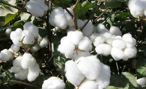 中美研究二代转基因抗虫棉花，能有效降低甚至逆转红铃虫抗性