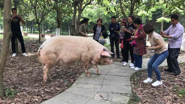 震后9周年,四川“猪坚强”仍活得很好