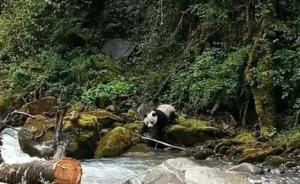 四川宝兴村民发现野生大熊猫下山喝水：年纪不大很可爱