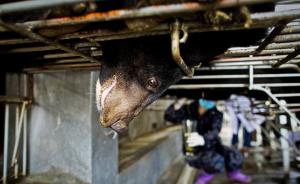国研中心建议淘汰养熊业，被中药协专委会要求收回报告并道歉
