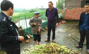 四川自贡一老汉为治咳嗽和风湿私种数百株罂粟，被查处拘留