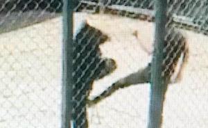 福州动物园狗熊表演失败被踢裆部，表演被叫停、驯兽师停职