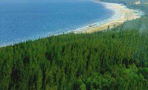 沿海防护林建设工程规划公布：红树林将恢复造林近5万公顷