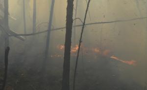 内蒙古呼伦贝尔发生森林火灾，目前火线不足百米火势可控