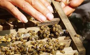 中华蜜蜂已成濒危物种，你平时见到的蜜蜂都来自西方