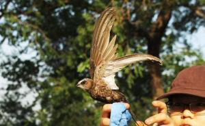 颐和园百余只雨燕年度体检，志愿者是这样捕鸟和拍证件照的