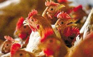 四川自流井区确诊首例H7N9病例，活禽市场关闭一月