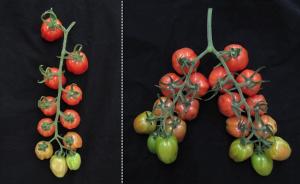 科学家发现新基因，或可使转基因番茄产量翻倍