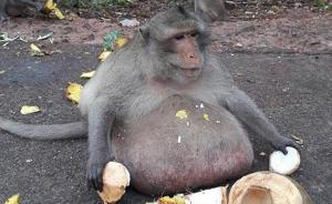 泰国一猴子因游客投食太多体重飙升，被送至减肥营运动