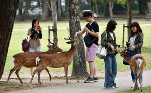 去年121人在日本奈良因鹿受伤，其中中国游客74人