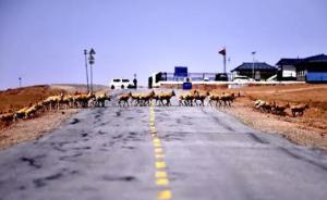 藏羚羊迁徙季来了：日行10至20公里，森林公安保驾护航