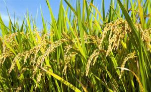 转基因水稻安全评价工作做了11年，农业部：再严格都不过分