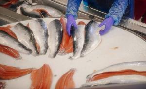 中国将提高挪威海产进口，2025年三文鱼进口达15万吨