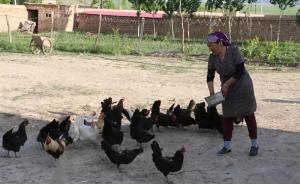 砥砺奋进的五年｜新疆克孜布拉克村的“小鸡银行”