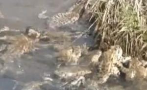 西北三省超十万只蟾蜍被盗捕，专家：捕猎20只即可追究刑责